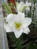 [1720 WhiteFox-M No01.JPG]